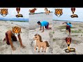 animal attack long video part 1