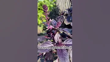 Базилик фиолетовый - чем полезен?