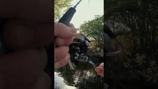 Bass On Popper  Chug Norris