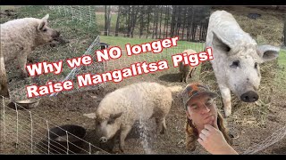 Why we no longer raise Mangalitsa Pigs: November Farm Update!