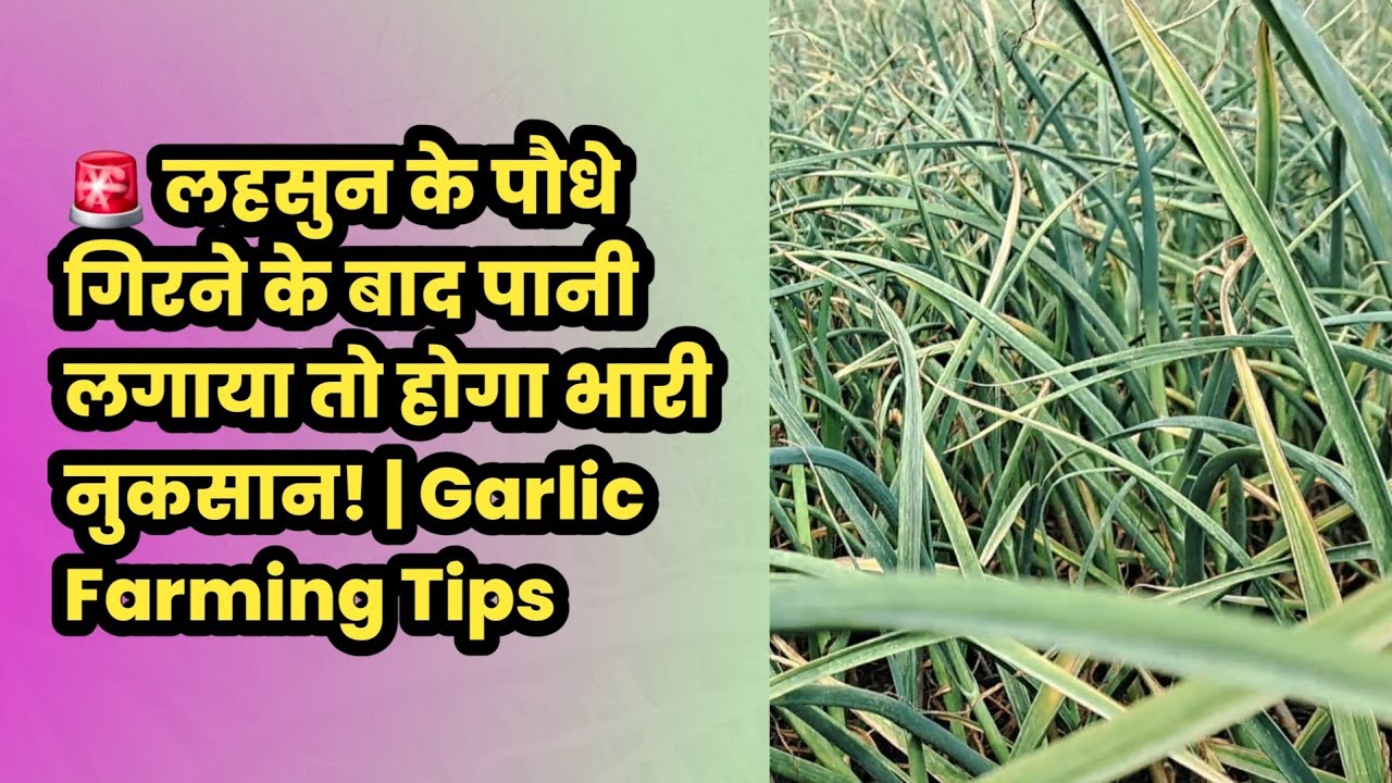 लहसुन पकने के बाद सिंचाई करने की गलती कभी न करें! जानिए 5 बड़े नुकसान।