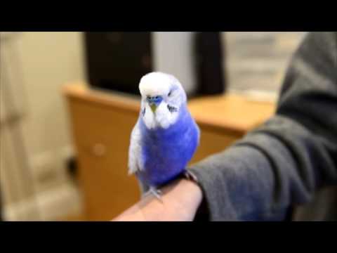 BUDGIE TALKS LIKE R2D2 IN STAR WARS