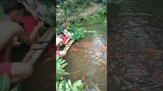 Download Lagu ikan insyaallah membawa barokah MP3