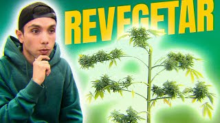 Cómo Revegetar una Planta de Marihuana