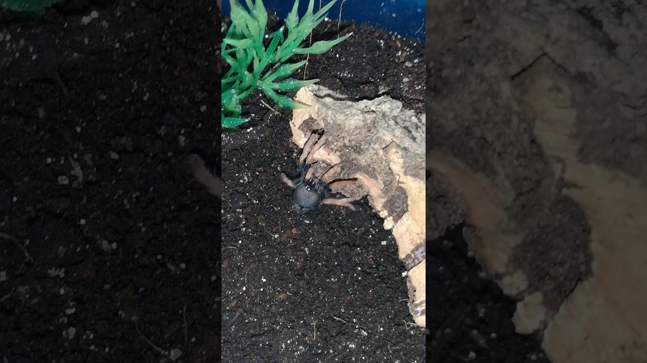 Dwarf pink leg tarantula