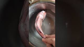 We can call this fish Horror movie dragon#Fish #dragonball #see