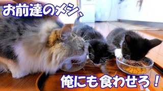 Boss cat dad couldn't stop after tasting kitten food
