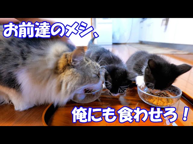 気になっていた子猫用フード、ちょっとだけ味見のつもりが‥【仲良し子猫姉妹の成長記録】