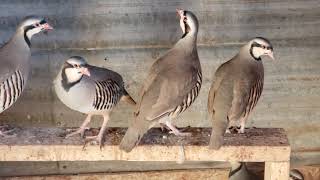 Chukars  Partridge