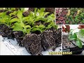 サフィニア挿し芽から植え替えまで❕３パターン🌺Petunia, Surfinia, Propagate from Cuttings❕