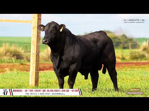 Lote 47 TAT 24159 - Dia 14/08 Leilão Cab. Soldera - Cadastos Parceria Leilões - Trans. TV El Campo
