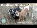 Rotational Grazing: With Goats and Sheep