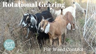 Rotational Grazing: With Goats and Sheep