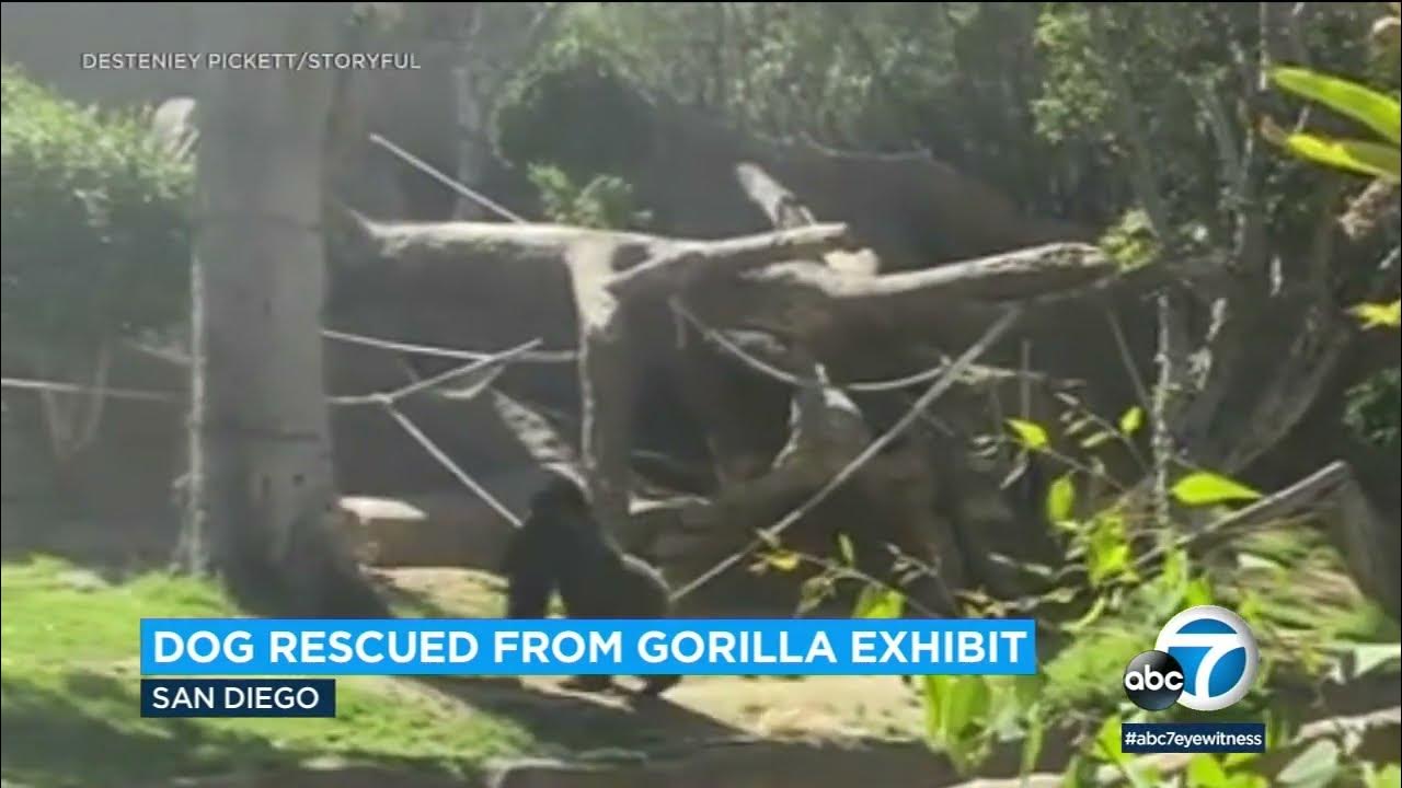 VIDEO Gorillas chase dog who got into their enclosure at San Diego Zoo