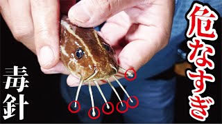 大物混りの堤防から釣れた毒魚を握りしめた瞬間！！！