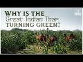 Why India’s Thar Desert is turning green | THE WEEK EXCLUSIVE | Climate change | Documentary Film