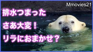 排水口がつまり水位上昇！リラがとった行動とは？　おらおらプールに誘うリラ