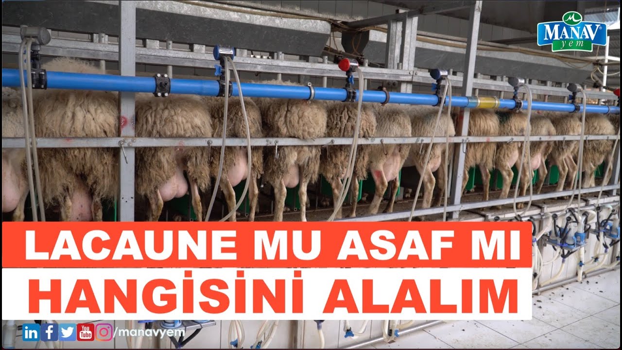 Lacaune ve Asaf Koyunu Çiftliği | Lacaune Mu Asaf Mı Hangisini Alalım