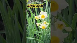#제주김영갑갤러리#꽃당신#나훈아#제주여행#제주에살어리랏다