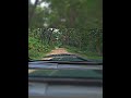 Jim Corbett Safari 9 #tiger #shorts #ytshorts #shortsfeed #animals #jimcorbett #trending