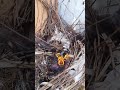 Doğalgaz Kutusunda Yuva Yapan Sığırcık Kuşu 🐦 Yavrular Mama Bekliyor! (İnanılmaz Anlar)