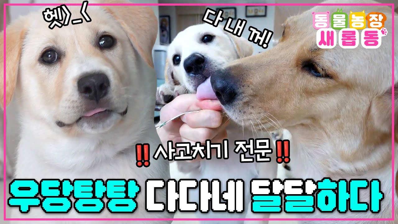 [#새롭동물농장] 하루 종일 하는 일=사고 치기😼 눈 깜짝할 새에 폭풍 성장한 꼬물이들과 다다네에 생긴 일🤗 / EP.1227 #TV동물농장 #AnimalFarm #SBSstory