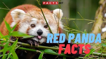 Adorable Red Panda Facts You Didn