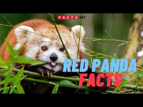 Adorable Red Panda Facts You Didn&rsquo;t Know