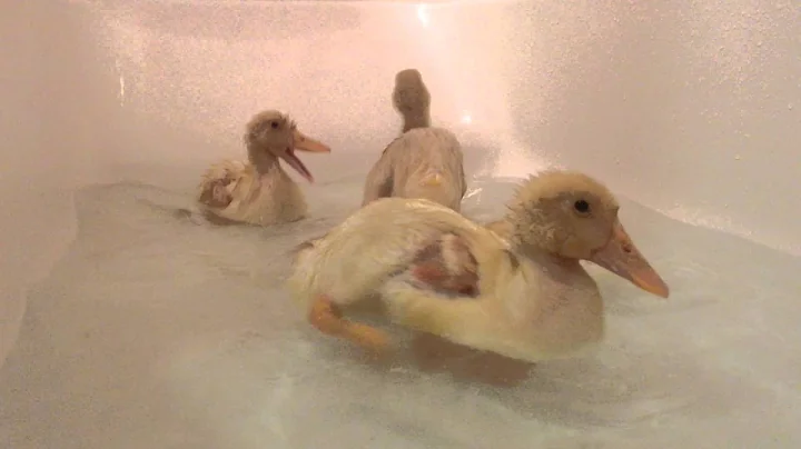 Ducklings Enjoying Their Bath!