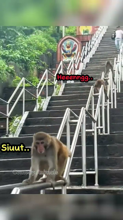 Video Lucu Hewan : Monyet Nakal #shorts #animals #funny