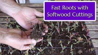 Fast Roots with Softwood Cuttings screenshot 4