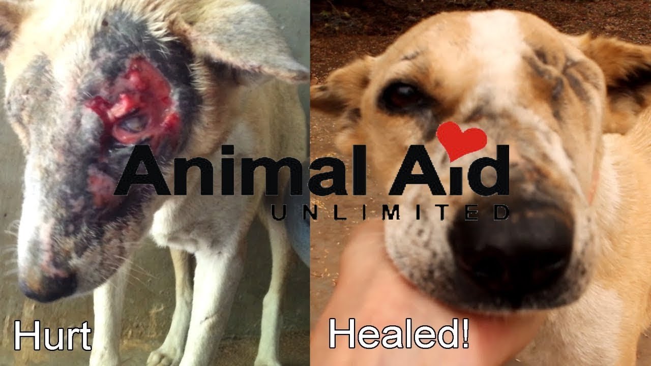 24 Hour Charity Live Stream Announcement (Animal Aid Unlimited)