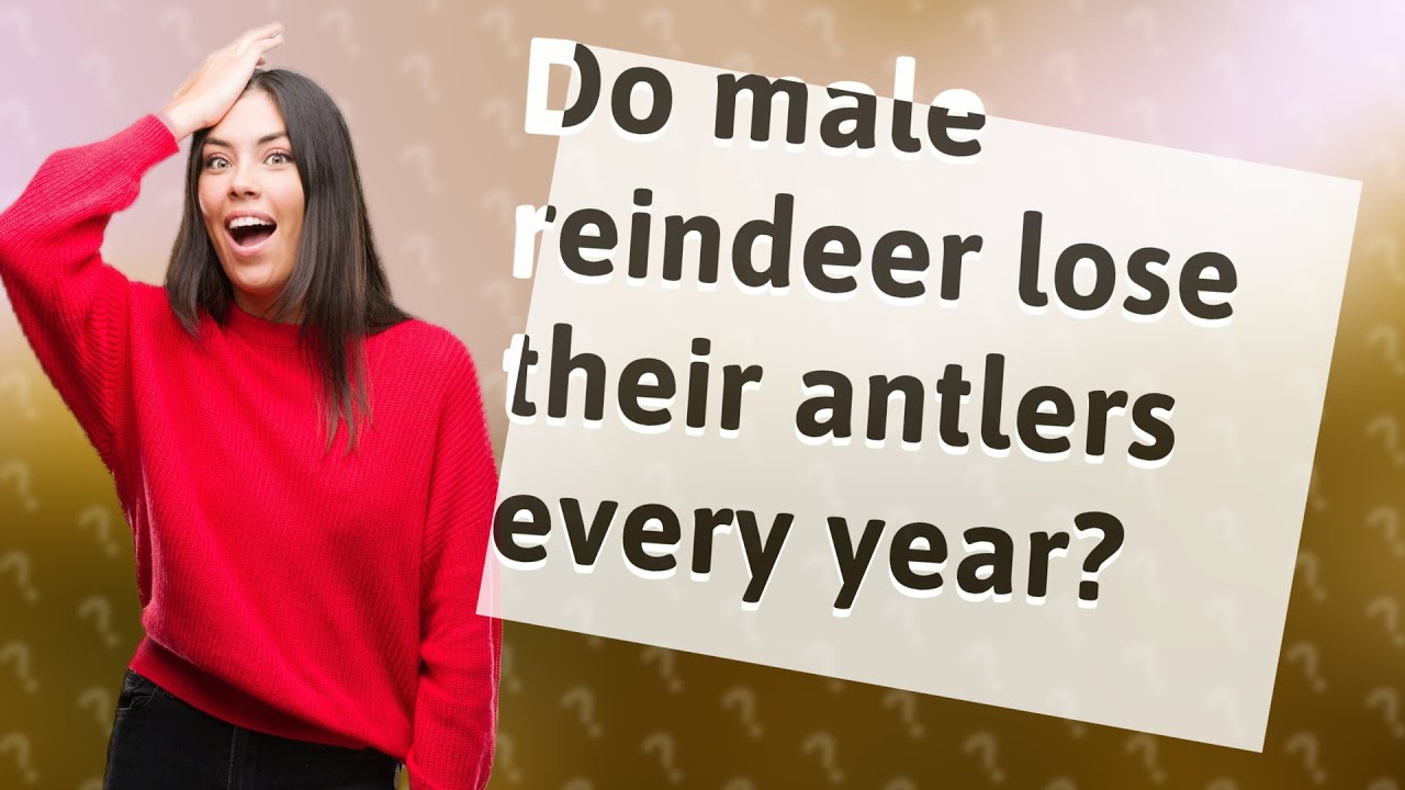 Do Male Reindeer Lose Their Antlers Every Year YouTube Do Male Reindeer Lose Their Antlers Every Year YouTube