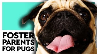 Pughearts joins us in studio | How to rescue, adopt a pug