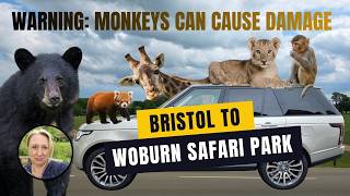 Road Trip Ep 3 | Bristol to Woburn Safari Park | Were we brave enough to drive through the monkeys?