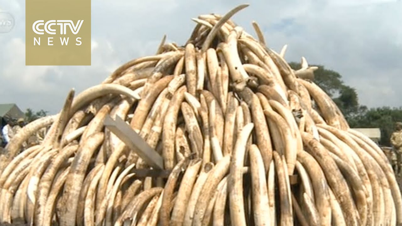 Kenya To Burn Large Stockpile Of Ivory Rhino Horns YouTube Kenya To Burn Large Stockpile Of Ivory Rhino Horns YouTube