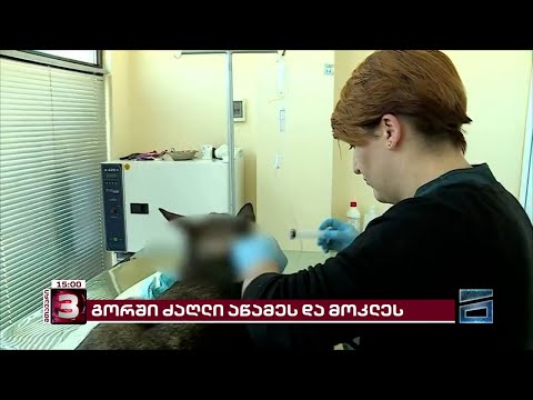 გორში ძაღლი იარაღით მოკლეს | სავარაუდო დამნაშავე პოლიციელებს ამ დრომდე არ დაუკავებიათ