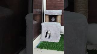 Cat Gallary Now in Makarba Road Ahmedabad #catlovers #persiancat #catgallery #makarba #juhapura