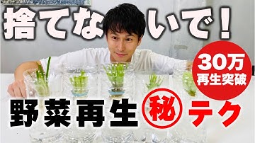 【超簡単！再生野菜】成功マル秘テク 教えます 【ペットボトル】【リボベジ】【水耕栽培】【園芸】【ガーデニング】