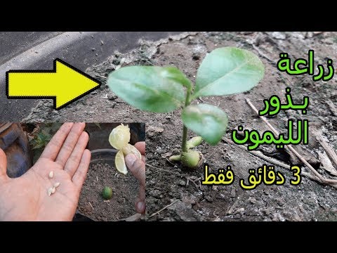 فيديو: كيفية زراعة الفلفل في الداخل (بالصور)
