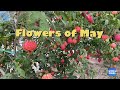 FLOWERS OF MAY 🌸🌺🌿🌱🌵