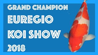 Big Sakura Big Winner - Grand Champion Euregio Koi Show @KoiQuesti0n