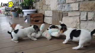 Outgoing Jack Russell Terrier Puppies