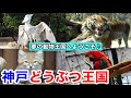 【神戸観光】夢の動物王国は感動の連続！神戸どうぶつ王国/ Kobe Animal Kingdom