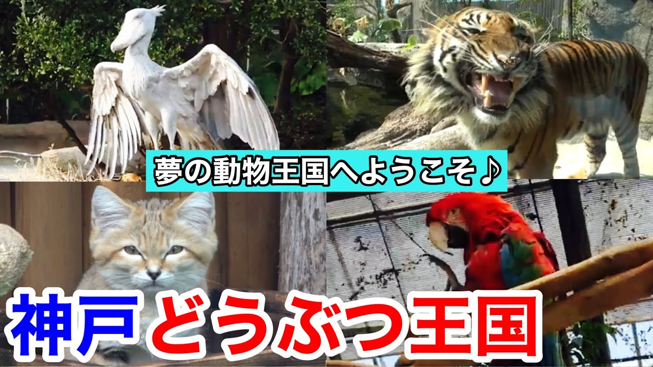 【神戸観光】夢の動物王国は感動の連続！神戸どうぶつ王国/ Kobe Animal Kingdom