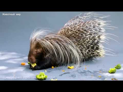 Дикобраз против собака 🐕🦺 медвед леопард 🐆 и питон 🐍