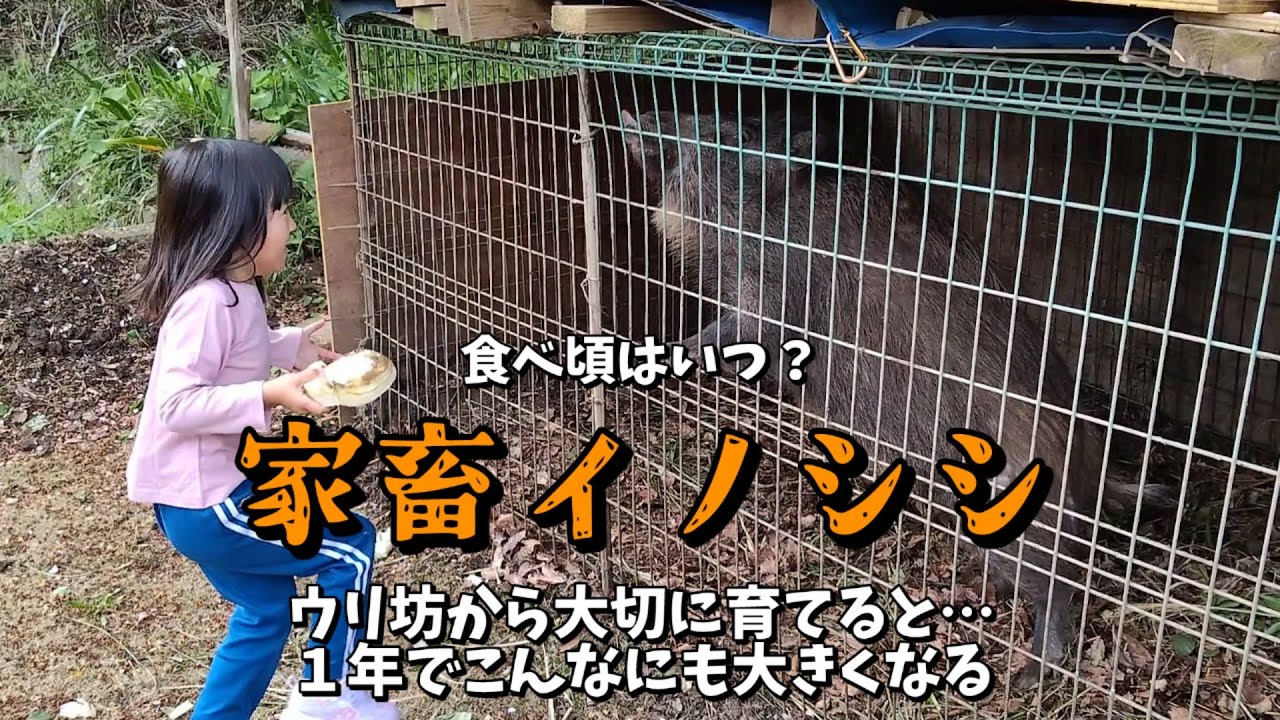 家畜イノシシは１年でこんなに大きくなる　ぼちぼち狩猟採集生活#19