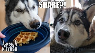 Will My Husky GIVE His WAFFLE To His Best Friend?!