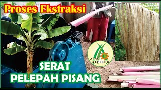 PROSES EKSTRAKSI SERAT PELEPAH PISANG