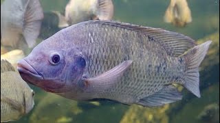 A tilápia está virando uma praga no Brasil inteiro